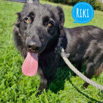 RIKI TRAŽI DOM- spasi i udomi azilskog psa