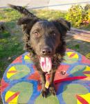 Rok -  Udomi me, živim u Azilu!