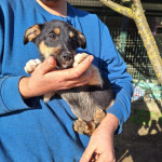 SARA traži dom - udruga Šapica