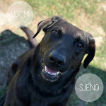 SJENA TRAŽI DOM- udomi odanu mješanku labradora