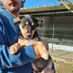 SOPHIE traži dom - sklonište udruge Šapica