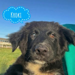 ŠTENCI I MLADI PSI TRAŽE DOM ( M/Ž) UDOMI I SPASI IH IZ AZILA