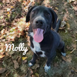 Štenci i mladi psi traže dom ( Ž/M) UDOMI i spasi ih azila