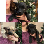 Štenići za udomljavanje