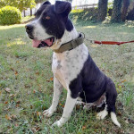 STEVE TRAŽI DOM- spasi i udomi psa iz azila