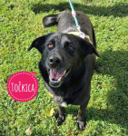 TOČKICA TRAŽI DOM- udomi umiljatu i dobroćudnu mješanku labradora