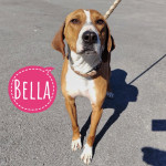 ŽUTI ŽENSKI PSI IZ AZILA TRAŽE DOM