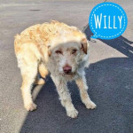 ŽUTI PSI TRAŽE DOM- udomi i spasi psa iz azila- M/Ž