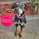 Lijepa Violet treba dom, curica iz azila