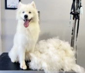 Zaigrani samojed traži novi dom