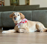 Umiljata kujica - poklanjamo