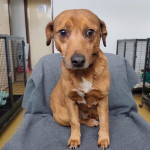 Žuti psić manjeg rasta treba dom i spas iz azila- MOON