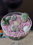 kaktusi u ukrasnoj čaši