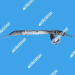 LETVA VOLANA PEUGEOT PARTNER III 1.6 HDI 1623216080 9802199880   08-18