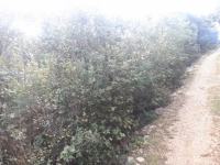 Krčenje zapuštenih parcela i rušenje stabala