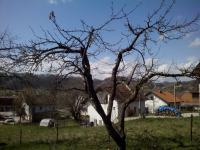 Orezivanje voćaka i loze