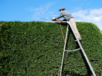Košnja travnjaka Uređenje živice vrta Rezanje cjepidba voćaka Varaždin