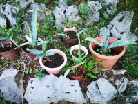 Agave, manje, 10 do 40 cm