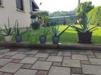 Aloe Vera