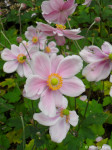 Anemone japonica ( japanske anemone)