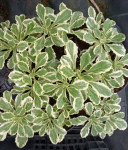 Arabis variegata