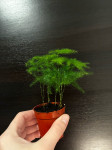 Asparagus Fern