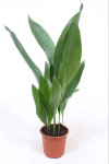 Aspidistra