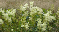 Bijela filipendula