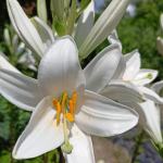 Bijeli ljiljan (Lilium candidum) sadnice