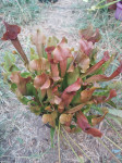 Biljka mesožderka / Sarracenia maroon / Cjevolovka
