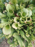 Biljka mesožderka / Sarracenia purpurea / Cjevolovka