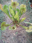Biljka mesožderka / Sarracenia vogel / Cjevolovka