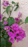 Bugenvilija cvijet dvije boje u tegli ,roza i bijela zajedno