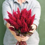 Celosia red - sjeme mix boja