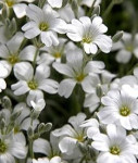 CERASTIUM TOMENTOSUM