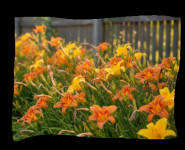 DNEVNI LJILJAN (Taglile)