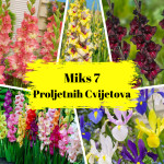 Doza Šarenila uz Proljetni Iris Holandica -Gladiola Holandica  Mix