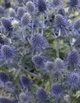 Eryngium planum ( plavi kotrljan)
