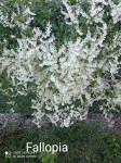 Fallopia aubertii