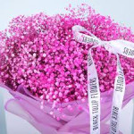 Gypsophila pink