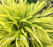 Hakone trava 'All Gold