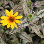 Heliopsis 'Summer Pink