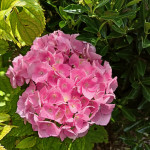 Hortenzija  Hydrangea sadnice