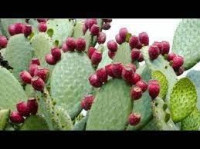 INDIJSKA SMOKVA, 20 sjemenki