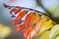 10 sjemenki Ipomoea lobata -meksički slak-ladolež meksički