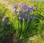 Irisi, ljiljani,narcise, tulipani i đurđice
