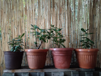 Japansko drvo novca (Krasula)