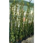 jasmin sadnice , zimzelena penjačica 1.50-2m