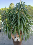 Juka Yucca ca 160 cm x  230 cm