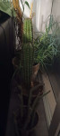 Kaktusi u kompletu ili pojedinacno